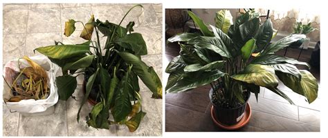 563 best Peace Lily images on Pholder | Houseplants, Matureplants and