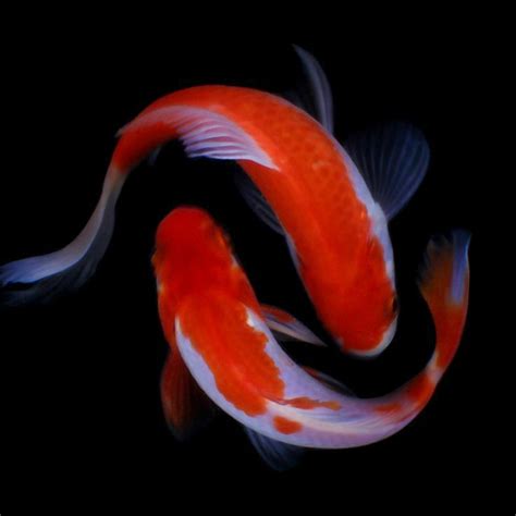 Two Orange And White Koi Fish Swimming In The Dark Water With Their