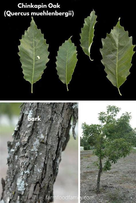 21 Different Types Of Oak Trees With Names Their Uses And Pictures