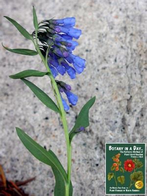 Boraginaceae: Borage Family. Identify plants, flowers, shrubs and trees.