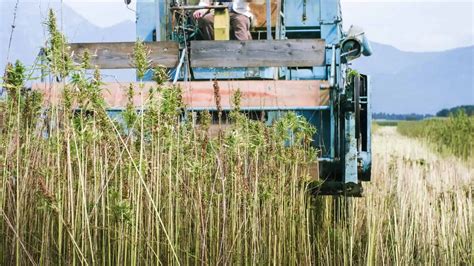 How To Harvest Hemp For Beginners