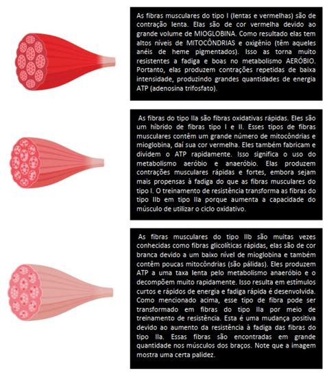 A CLASSIFICAÇÃO DOS TIPOS DE FIBRAS MUSCULARES HUMANAS E SUA RELAÇÃO