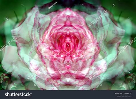 Sex Pussy Vulva Clitoris Vagina Orgasm Stock Photo