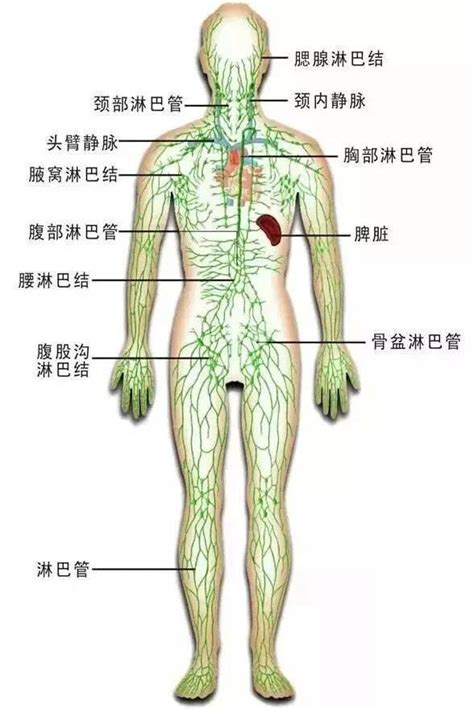 出現淋巴結腫大就認為是惡性疾病嗎？其實大可不必這樣 每日頭條