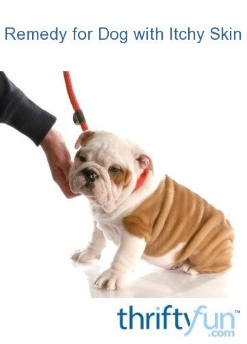 Remedies for Dog with Itchy Skin | ThriftyFun