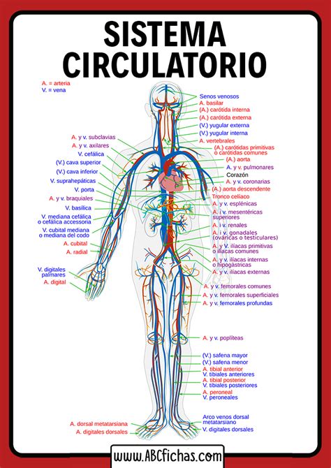 Partes Del Aparato Circulatorio Humano Abc Fichas