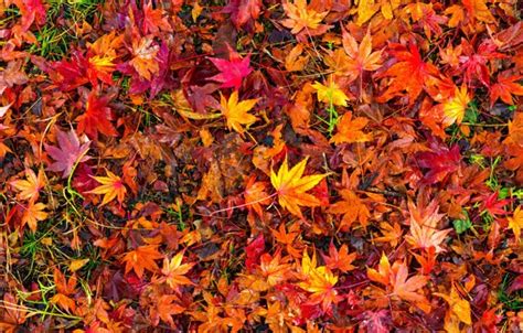 Wallpaper autumn, leaves, background, colorful, red, maple, background ...