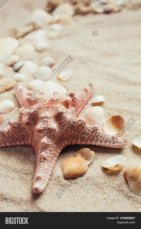 Seashell Various Types Image And Photo Free Trial Bigstock