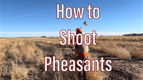 How To Shoot Pheasants Youtube