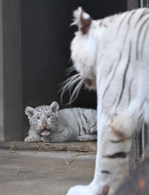 宇都宮動物園でホワイトタイガー赤ちゃん公開｜web写真館 ニュース｜web写真館｜下野新聞デジタル