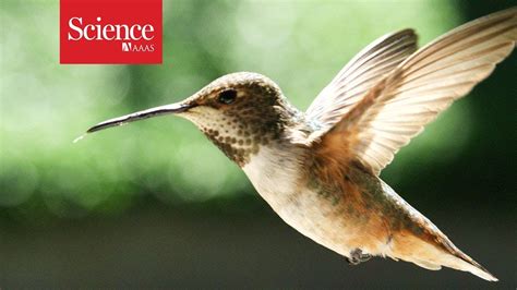 High Speed Cameras Reveal How Hummingbirds Can Turn On A