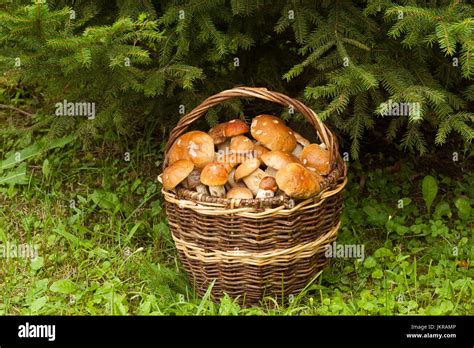 Edible Mushroom In Forest Fresh Edible Mushrooms In Wicker Basket