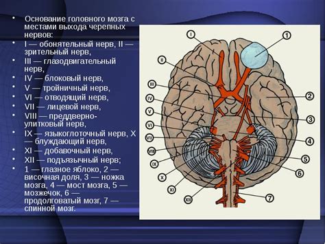 Черепно-мозговые нервы