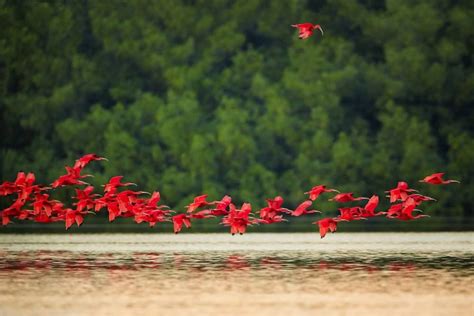 Facebook A flock of flying Scarlet Ibis in Caroni, Trinidad. The Scarlet Ibis is one of the two ...