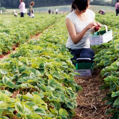 introduction  pick   farms local harvest