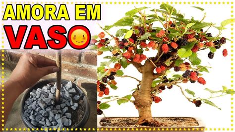 Como Plantar Amora Gigante No Vaso E Colher Em Dias Dica De Ouro