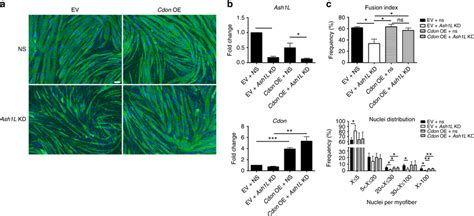 Cdon Expression Rescues Fusion Defects Caused By Ash L Knockdown A