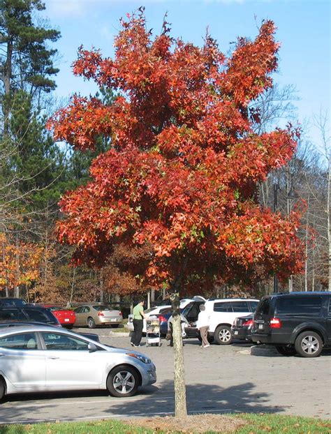 Using Georgia Native Plants: Parking Lot Oaks