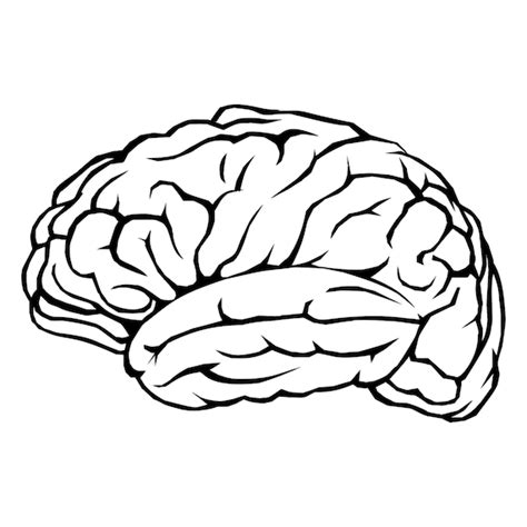 Human Brain Drawing Side View