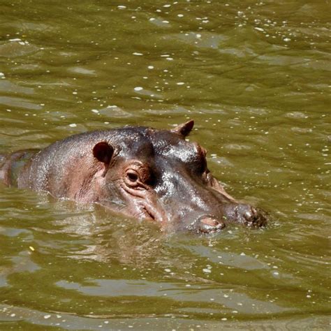 Parque Nacional Del Lago Manyara Sikia Africa