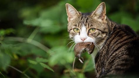 Peste Nel Gatto Cause Sintomi E Rimedi Della Malattia Infettiva