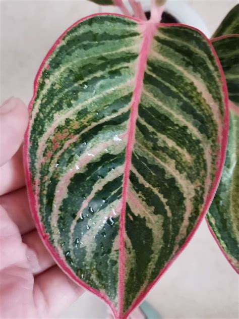 Rare Aglaonema Zebra Lines Furniture Home Living Gardening Plants