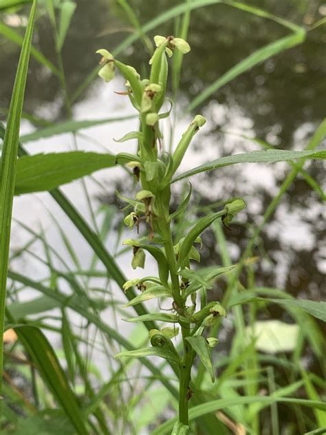 Ragged Fringed Orchid (Platanthera lacera) - High-Five Farms Native Nursery