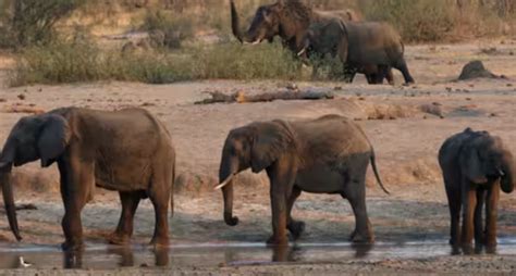 Zimbabwe Akan Memusnahkan Gajah Di Tengah Kekurangan Makanan Riau