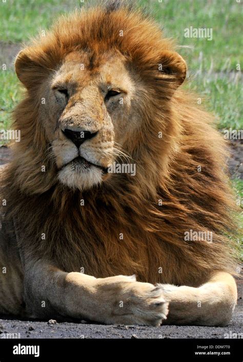 Male Lion In The Wind Hi Res Stock Photography And Images Alamy