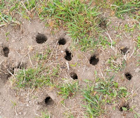 Comprehensive Guide to Vole Control and Removal