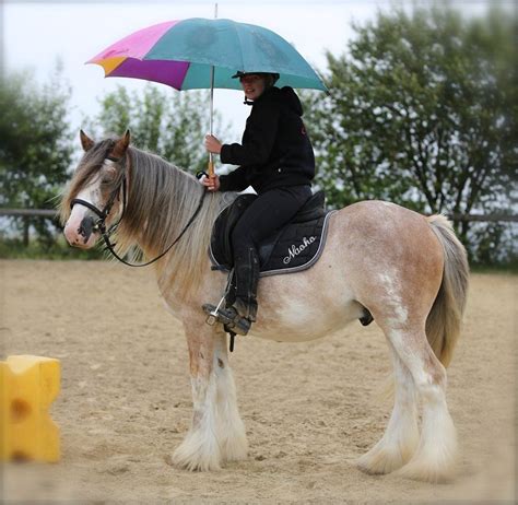 roan clydesdale | Clydesdale, Horses, Horse coloring