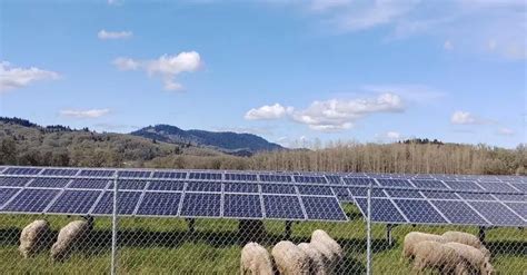 Solar Farms Are Suitable For Raising Sheep According To OSU Researchers