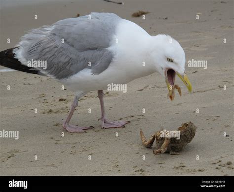 Baby seagull Stock Photo - Alamy