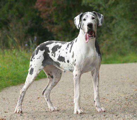 Great Dane Names: Unique Male & Female Names For This BIG Breed