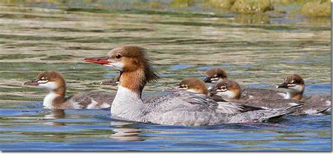 Common Merganser - ID, Facts, Diet, Habit & More | Birdzilla