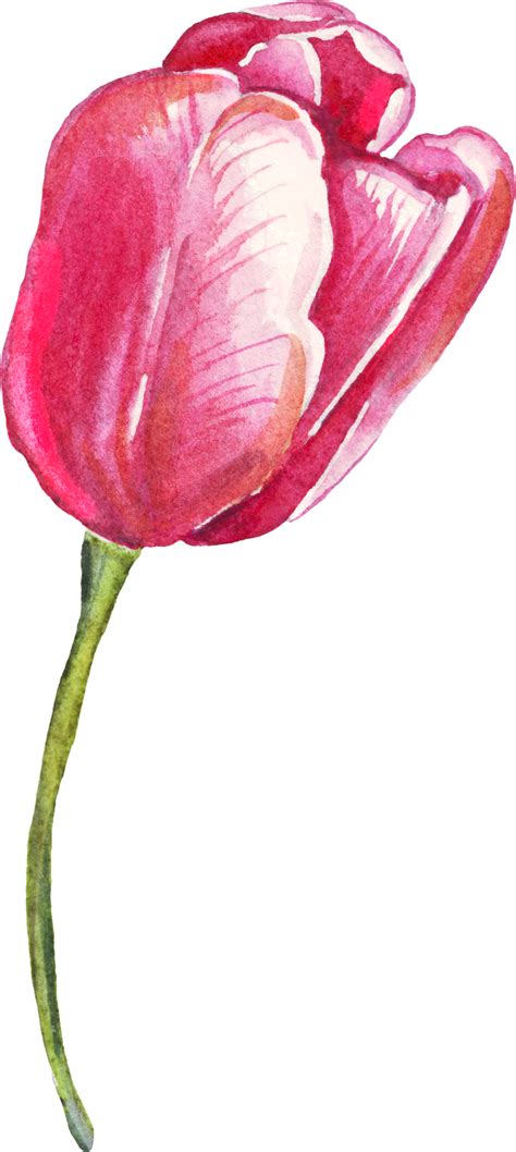 Single Tulip Watercolor Illustration Png