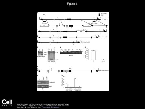 T Cell Produced Transforming Growth Factor β1 Controls T Cell Tolerance