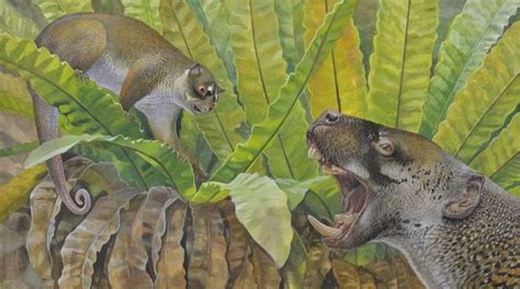 25-million-year-old fossils of a bizarre possum and strange wombat ...