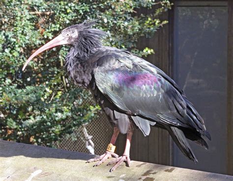 Pictures and information on Northern Bald Ibis