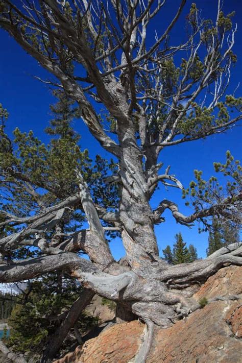 8 Types Of Pine Trees In Arizona - WoodsMan Report