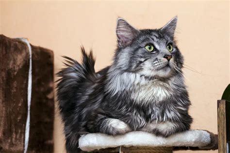 Piebald Cat On The Fence Stock Photo Taviphoto