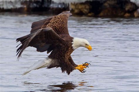 15 Majestic Facts About the Bald Eagle