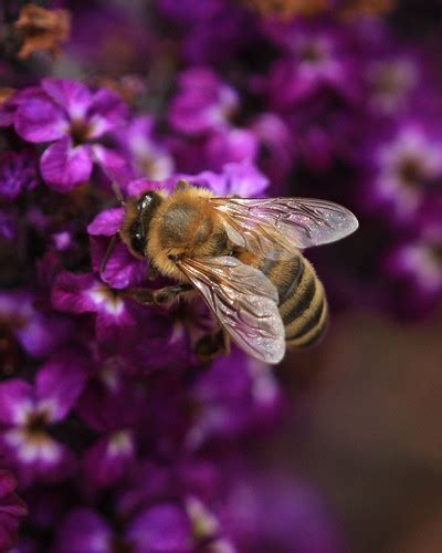 Photo Interlude: Honey Bee Wings Up Close – The Well-read Naturalist