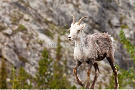 Walking Female Stone Sheep Ovis Dalli Stonei Royalty Free Stock Image