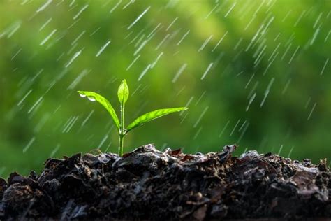 Plant Your Monsoon Garden Pima County Public Library