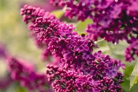 How To Grow A Lilac Bush Plant Care Tips Guide