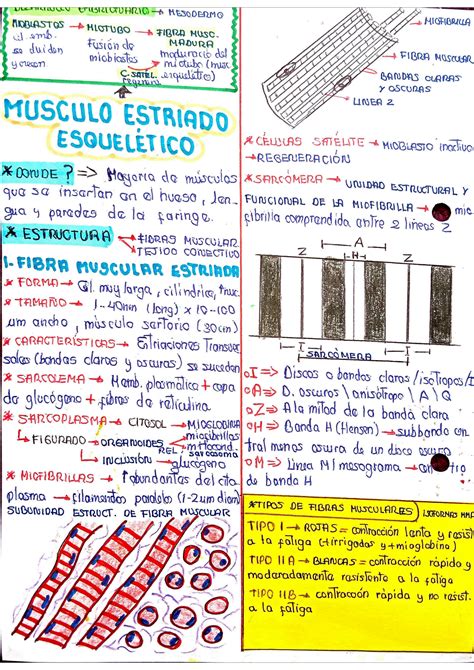 Solution Tejido Muscular Nervioso Y Sangre Studypool