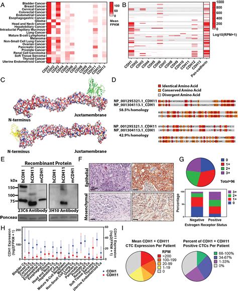 Targeting Breast And Pancreatic Cancer Metastasis Using A Dual Cadherin