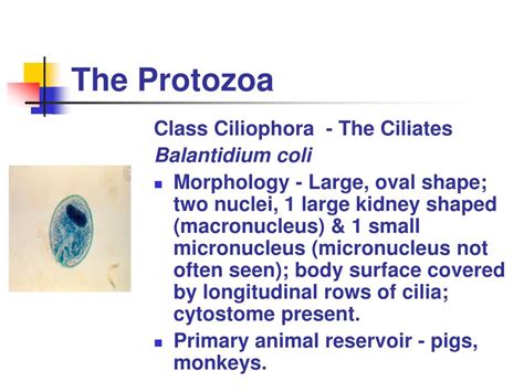 Ppt The Protozoa Powerpoint Presentation Free Download Id1355515