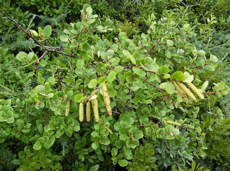 Bog Birch Betula Pumila Trees And Shrubs Of Black Lake Bog Sna · Biodiversity4all